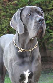 Photo du dogue allemand bleu Chablis  partir de laquelle il a t ralis en portrait